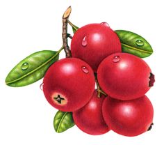 a drawing of some red berries with green leaves