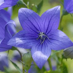 purple flowers with green leaves in the background