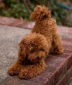 a small brown dog sitting on top of a brick wall