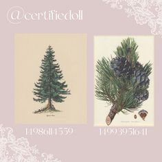 two pictures of pine trees with the words certificcio written below them