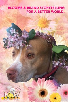 a dog with flowers on its head and the words bloom's & brand story telling for a better world