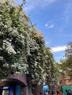 white flowers growing on the side of a brick building with people walking by it and trees lining the street