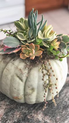 a white pumpkin with succulents and plants in it