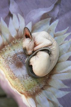 a cat curled up sleeping on top of a flower