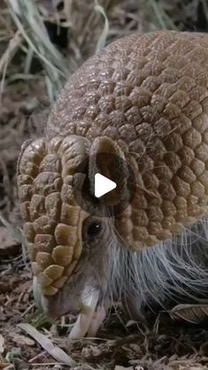 an armadile is eating something on the ground