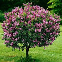 a small tree with purple flowers in the grass