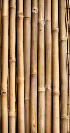 the bamboo wall is very tall and has no leaves on it