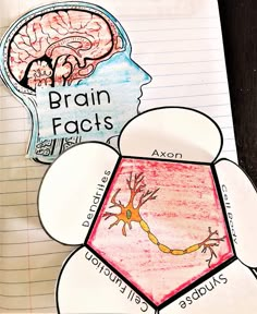 a piece of paper with the words brain fact and an image of a person's head