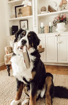 a dog sitting on the floor with a book in its mouth