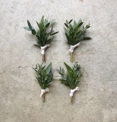 four small green plants are tied together on the cement floor and placed in a circle