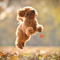 a small brown dog jumping in the air