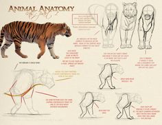 an animal's anatomy is shown in this drawing book, with instructions on how to draw