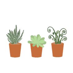 three potted plants on a white background