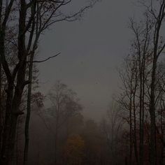 foggy trees in the woods on a gloomy day with birds flying over them