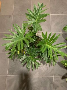 some green plants on a tile floor