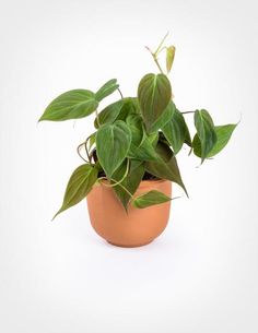 a potted plant with green leaves on a white background