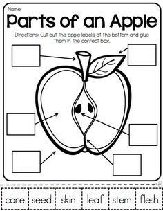 parts of an apple worksheet