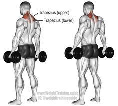 an image of a man doing dumbbell exercises with the words dumbbell shoulder shrung