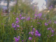 some purple flowers are growing in the grass