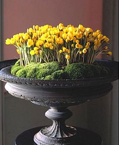 a potted plant with moss and yellow flowers