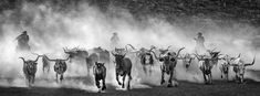 black and white photograph of longhorns running in the dust