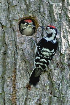 two woodpeckers are standing on the bark of a tree, one is looking out