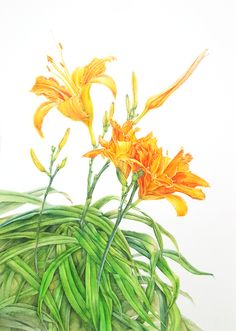 two orange flowers are in a vase with green stems