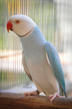 a blue and white bird sitting on top of a wooden perch