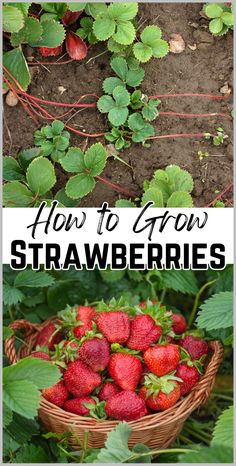 strawberries growing in the garden with text overlay that reads how to grow strawberries