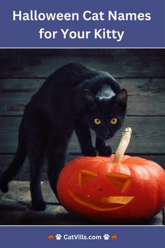 Looking for spooky and fun Halloween names for your new kitty? Check out these Halloween-inspired names that are perfect for your feline friend! #HalloweenCatNames #CatNames Cat Symbolism, Samhain