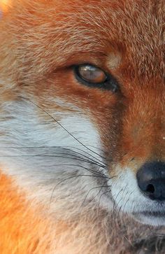 a close up of a red fox's face