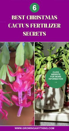 the best christmas cactus fertilizer secrets