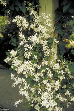 white flowers growing on the side of a wooden pole