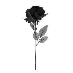 a single black rose on a white background