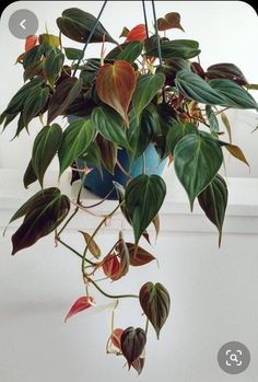 a potted plant with green and red leaves hanging from it's side,