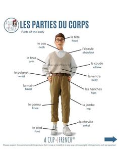 the parts of a man's body in french, with caption for each part