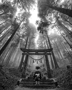 an image of a forest with stairs going up