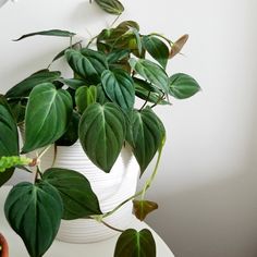 a potted plant sitting on top of a table next to a white vase filled with green leaves