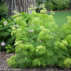 some green plants are growing in the dirt near a tree and shrubbery with pink flowers