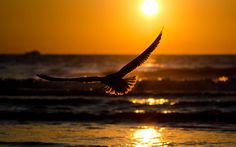 a bird flying over the ocean at sunset