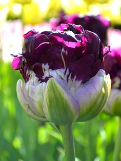 a purple and white flower in the middle of a field