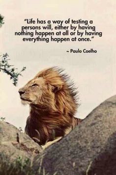 a lion sitting on top of a rock next to a quote from paul coeho