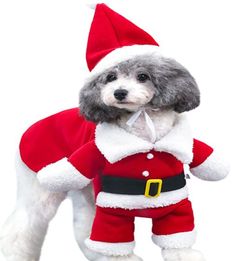 a dog dressed in a santa claus outfit