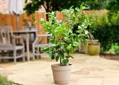 a potted plant sitting on top of a stone patio