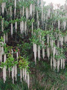 white flowers are hanging from the branches of a tree in front of some grass and bushes