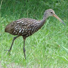 a long legged bird walking in the grass