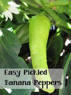 an easy pickled banana pepper growing on a plant with the words easy pickled banana peppers