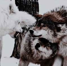 two gray wolfs standing next to each other in the snow