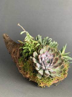 an arrangement of succulents and moss in a wicker basket on a gray background