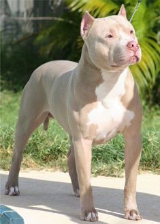 Cute Pitbull Puppies, Pitbull Dog Puppy, Pitbull Dog Breed, Bully Breeds Dogs, Bully Dog, Pretty Dogs, Kill Bill, Pitbull Puppies, Pit Bull Terrier